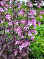 Zaden Penstemon digitalis Joke, Verzenden, Volle zon