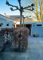 Beukenhaag (40 stuks, 1.50m) zelf uitgraven, Ophalen, Beukenhaag, Haag, 100 tot 250 cm