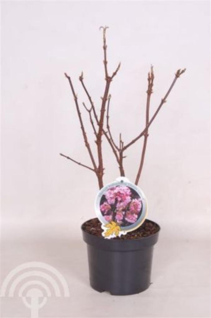 Viburnum bodnantense 'Charles Lamont Sneeuwbal winterbloeier, Tuin en Terras, Planten | Struiken en Hagen, Struik, Overige soorten