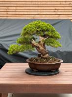 Bonsai Juniperus Itoigawa, Bloeit niet, Overige soorten, Minder dan 100 cm, Ophalen