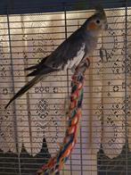 Valkparkiet en agapornis, Meerdere dieren, Parkiet