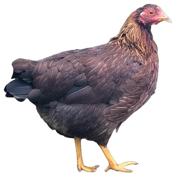 Welsumer Kriel kippen, Dieren en Toebehoren, Pluimvee, Kip, Vrouwelijk