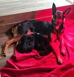 7 mooie duitse herder pups, Dieren en Toebehoren, 8 tot 15 weken, Meerdere, Meerdere dieren, Herder