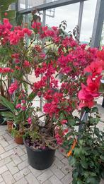 Bougaivillaea XXL 260€, Ophalen, Zomer, Vaste plant, Volle zon
