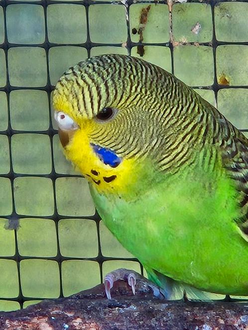 Jonge grasparkieten, net uit het blok.Wildkleur ., Dieren en Toebehoren, Vogels | Parkieten en Papegaaien, Parkiet, Meerdere dieren