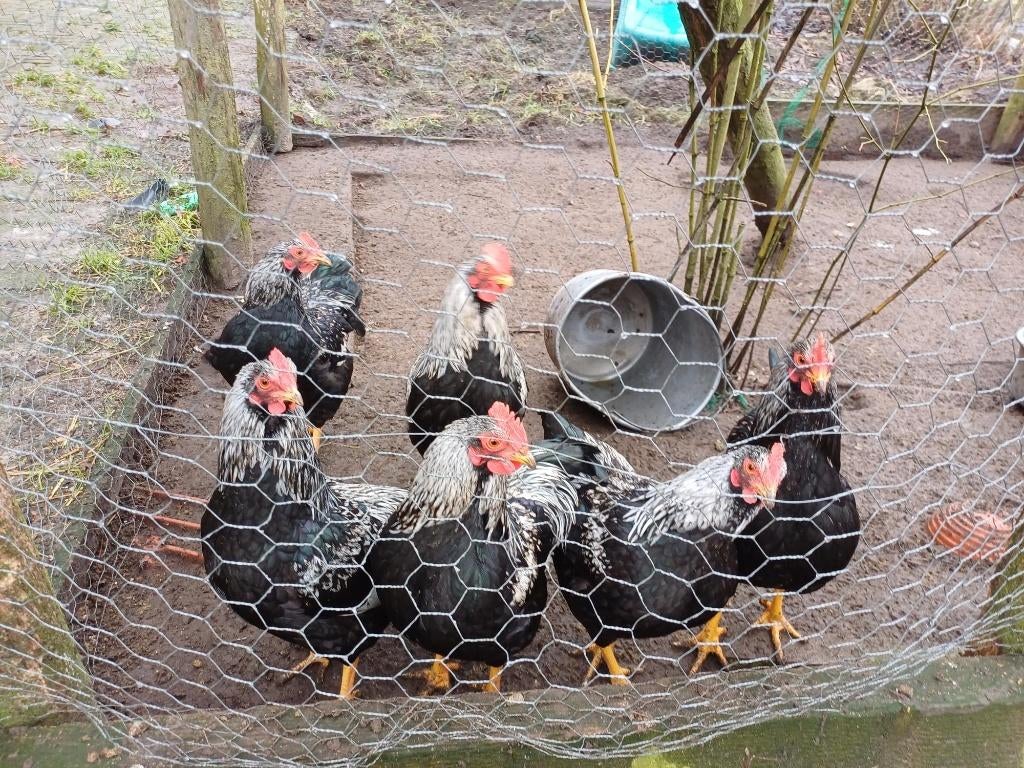 barnevelder kriel zilver hanen hennen, Dieren en Toebehoren, Pluimvee, Meerdere dieren, Kip