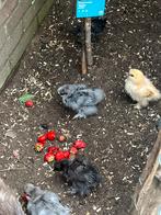 Zijdehoen groot. kuikens geslacht onbekend, Dieren en Toebehoren, Geslacht onbekend, Kip