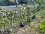Lei fruitbomen Laagstam appels peren pruimen, Ophalen of Verzenden, Appelboom, Lente