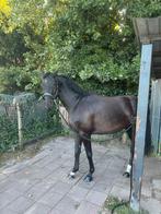 Dressuurruiter gezocht jong dressuurpaard, Dieren en Toebehoren, Stalling en Weidegang