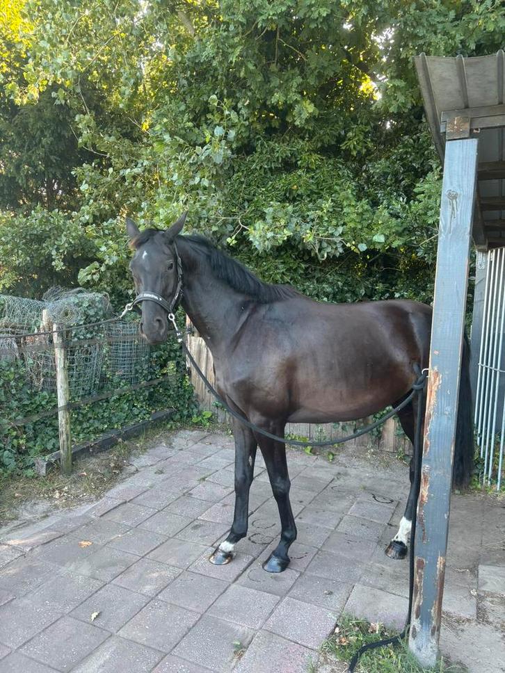 Dressuurruiter gezocht jong dressuurpaard, Dieren en Toebehoren, Stalling en Weidegang