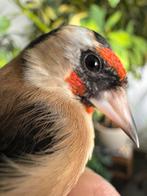 Te koop klein putter pop, Dieren en Toebehoren, Vrouwelijk, Wildzangvogel, Geringd