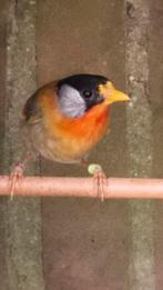 Zilveroornachtegaal man, Dieren en Toebehoren, Vogels | Overige Vogels, Mannelijk, Geringd