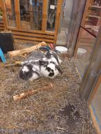 Koppel jonge Nederlandse dwerghangoren, met paspoort, Meerdere dieren, Dwerg, Hangoor, 0 tot 2 jaar