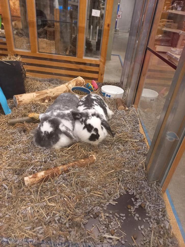 Koppel jonge Nederlandse dwerghangoren, met paspoort, Dieren en Toebehoren, Konijnen, Dwerg, Meerdere dieren, 0 tot 2 jaar, Hangoor