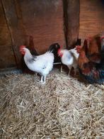 Sussex hanen, Dieren en Toebehoren, Pluimvee, Mannelijk, Kip