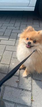 Pomeriaan reu zoekt huisje, Reu, 1 tot 2 jaar, Eén hond, Nederland