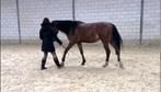 Grondwerkles met eigen paard, Gedragstraining