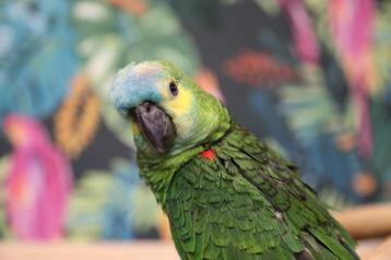 Amazone | Diverse soorten | Getest | Tam | Baby beschikbaar voor biedingen