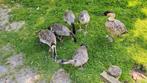 Jonge Hawaiiganzen, Meerdere dieren, Gans of Zwaan