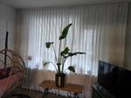 Gordijnen, wit lichtdoorlatend ong 2.74 cm hoog 3.60 breed, Ophalen, Gebruikt, 200 cm of meer, Wit