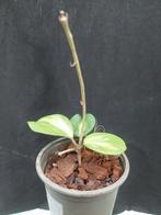 Hoya obovata, Huis en Inrichting, Overige soorten, Minder dan 100 cm, Bloeiende kamerplant, Halfschaduw