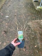 Miscanthus sinensis 'Kleine Silberspinne' Siergras, Ophalen, Volle zon, Vaste plant, Siergrassen