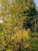 Jonge berken en eiken boompjes te koop, Tuin en Terras, Planten | Bomen, Ophalen of Verzenden, Overige soorten