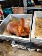 Rode nieuw zeelander ram, Dieren en Toebehoren, Mannelijk, Middelgroot, 0 tot 2 jaar