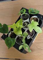 Kamerplanten mini's pakket, Ophalen, Overige soorten, Minder dan 100 cm