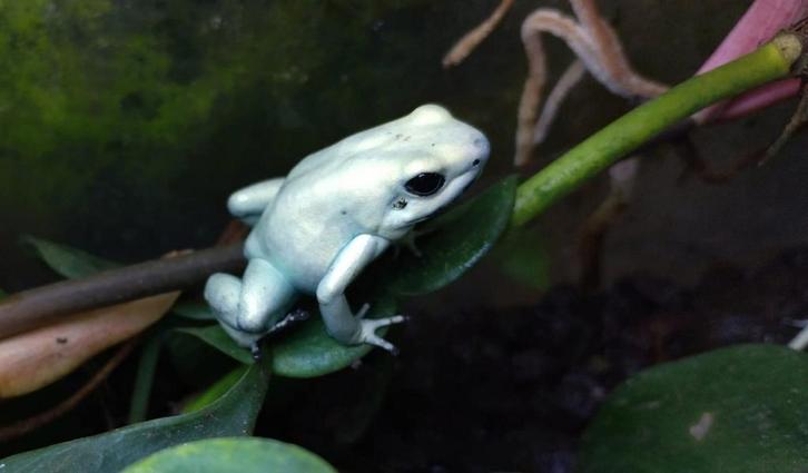 Phyllobates terribilis mint