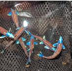Rainbow shiners! Regenboor elrits! Notropis chrosomus vissen, Overige soorten