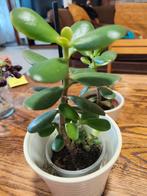 jade plant - crassula - geldboom - 5€, Ophalen, Halfschaduw, Minder dan 100 cm