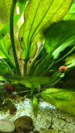 Gratis rode posthoorn slakken, Dieren en Toebehoren, Vissen | Aquariumvissen, Slak of Weekdier