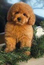 Toy poedel pup met stamboom, Rabiës (hondsdolheid), Meerdere, Keeshond, 8 tot 15 weken