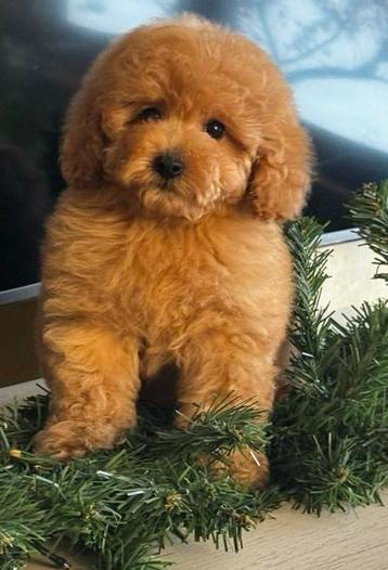 Toy poedel pup met stamboom  beschikbaar voor biedingen