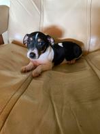Jack russell pups, Jack Russell Terriër, CDV (hondenziekte), 8 tot 15 weken, Meerdere