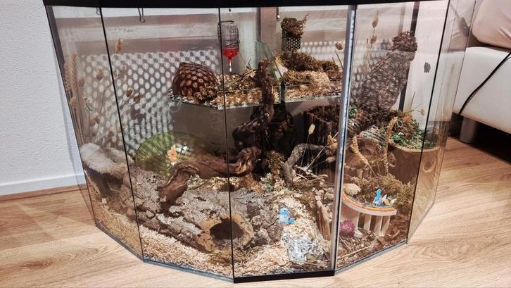 Glazen Muizen/hamsterkooi met toebehoren, Dieren en Toebehoren, Knaagdieren en Konijnen | Hokken en Kooien, Gebruikt, Hok, Minder dan 60 cm