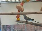 Koppel bourke, Dieren en Toebehoren, Vogels | Parkieten en Papegaaien, Meerdere dieren, Parkiet