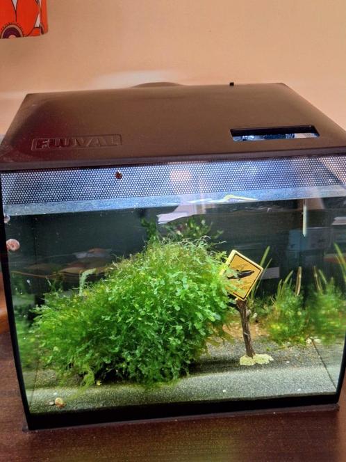 Fluval aquarium met filter en thermostaat, Dieren en Toebehoren, Vissen | Aquaria en Toebehoren, Gebruikt, Leeg aquarium, Ophalen