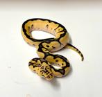 1.0 orange dream pastel clown 100% het ghost ball python, Dieren en Toebehoren, Reptielen en Amfibieën, Slang