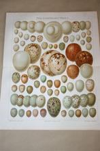 2 antieke kleurenlitho's - Eieren v Europese vogels - Ca 19, Antiek en Kunst, Ophalen of Verzenden