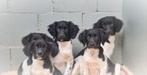 Super leuke Friese Stabij pups, zoeken nieuwe baasjes!, 15 weken tot 1 jaar, Overige rassen, Meerdere, Meerdere dieren