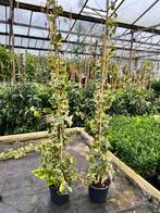 Hedera helix Goldchild 80/100 en 100/125 cm veel ranken, Overige soorten, Ophalen of Verzenden, 100 tot 250 cm