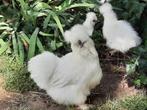 4 silkie, zijdehoen zijde hoender  Wugu-ji, Dieren en Toebehoren, Pluimvee, Geslacht onbekend, Kip