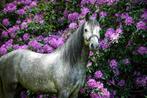 welsh pony te koop, Dieren en Toebehoren, Pony's, Ruin, Dressuurpony, Niet van toepassing, 7 tot 10 jaar