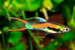 Te koop / ruil: School Endler Guppy’s – ca. 35 stuks, Vis