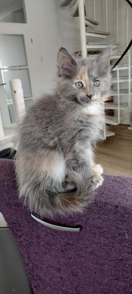 Maine Coon Kitten (v) met Stamboom – Lief, sociaal & speels, Dieren en Toebehoren, Katten en Kittens | Raskatten | Korthaar, Meerdere dieren