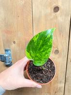 Monstera deliciosa variegata plant aurea mint lemon lime, Huis en Inrichting, Kamerplanten, Ophalen of Verzenden, Halfschaduw