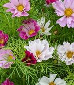 Cosmea sea shells cosmos €2, Ophalen, Zomer, Volle zon