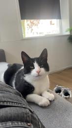 Kater zoekt gouden mandje, Dieren en Toebehoren, Katten en Kittens | Overige Katten, Kater